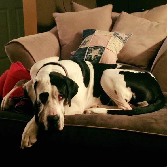 Meet your Posher, Elysse - Picture 1 of 1